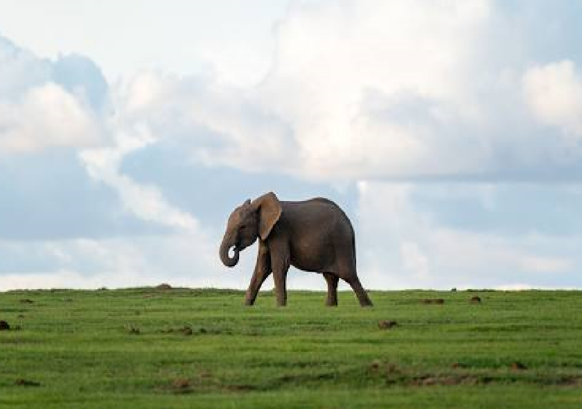 8 Days Luxury Kenya Safari in Style